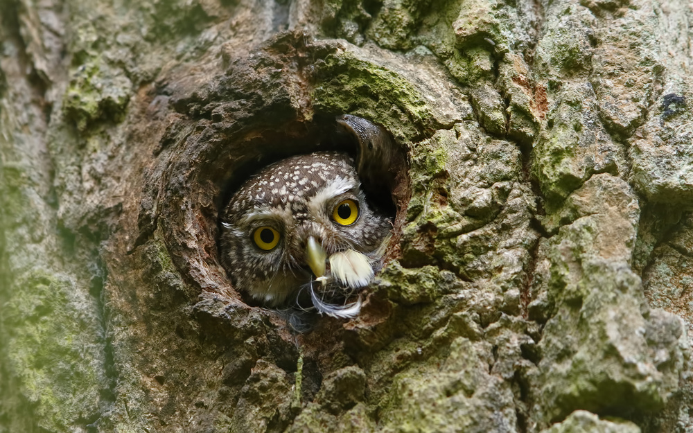 Pygmy Owl , Ex Bird &amp; a Snail ... von Assaf Gavra