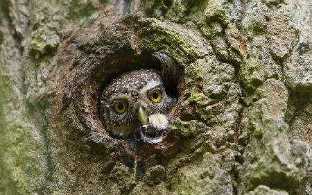 Pygmy Owl , Ex Bird &amp; a Snail ...
