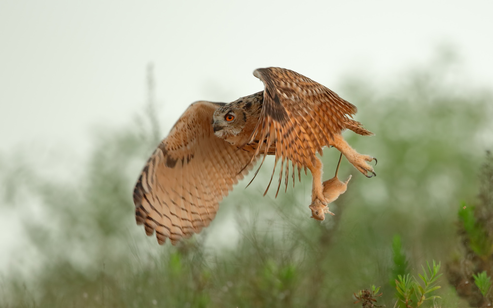Eagle Owl &amp; Snatch von Assaf Gavra