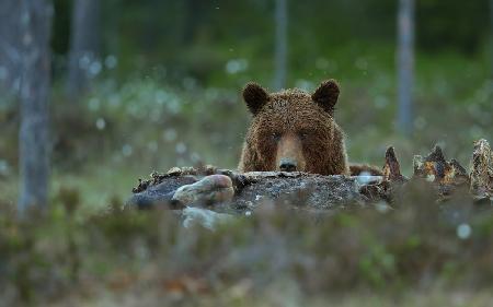 Beware - Brown Bear