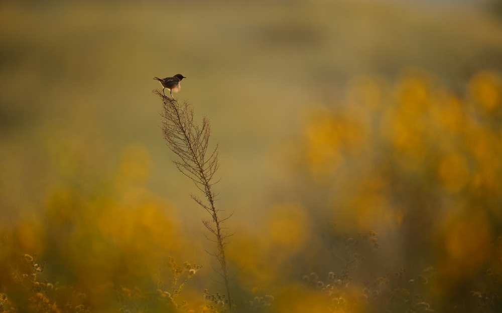 Wonder Land von Assaf Gavra