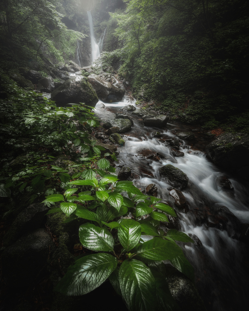 foggy von Atsushi Kaneko