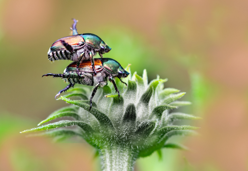 Take me home von Atul Saluja