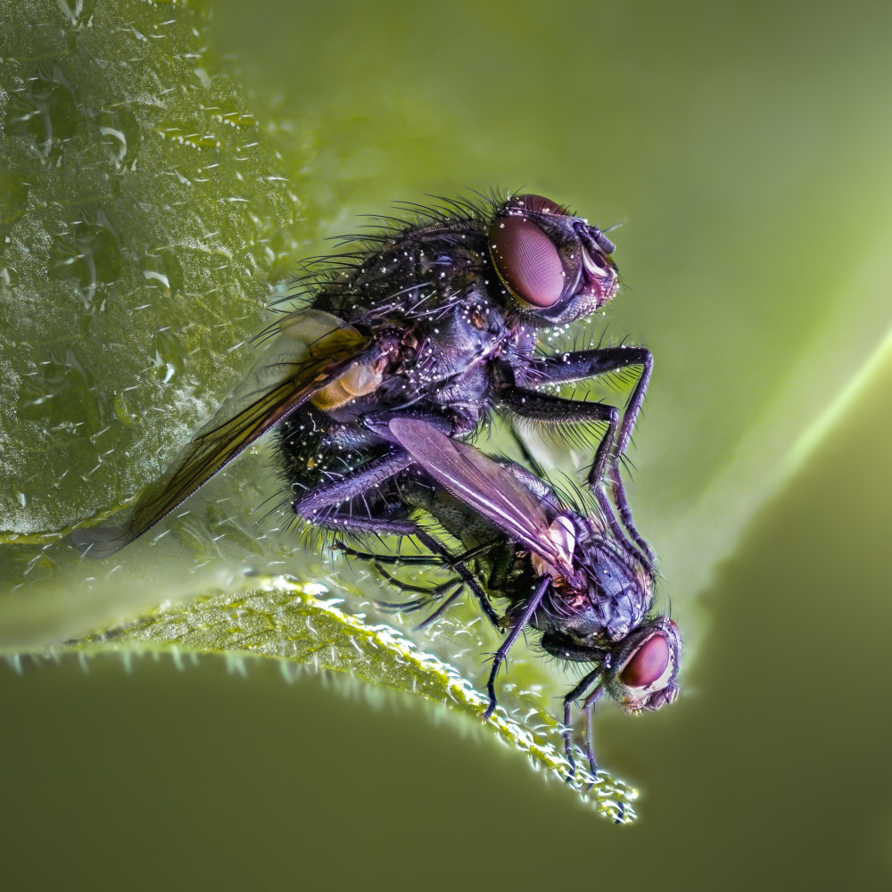 Spring is in the air von Atul Saluja