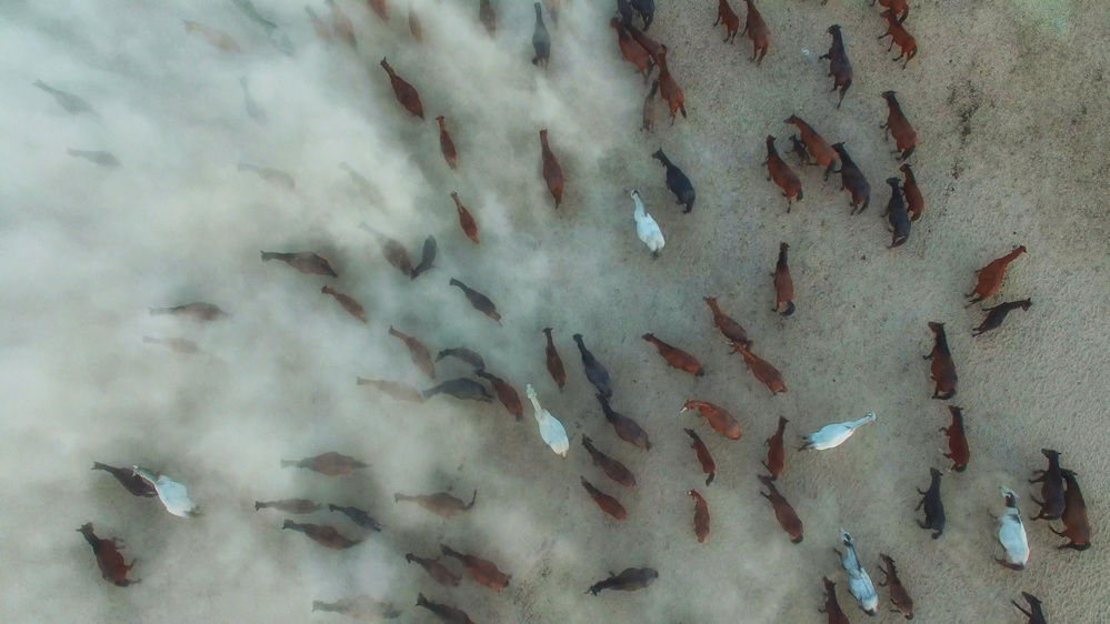 Horses like ants von aumitcanan