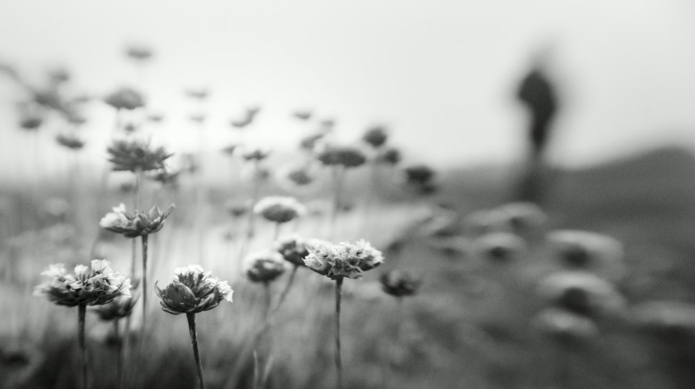 Always Already Gone von Aurora