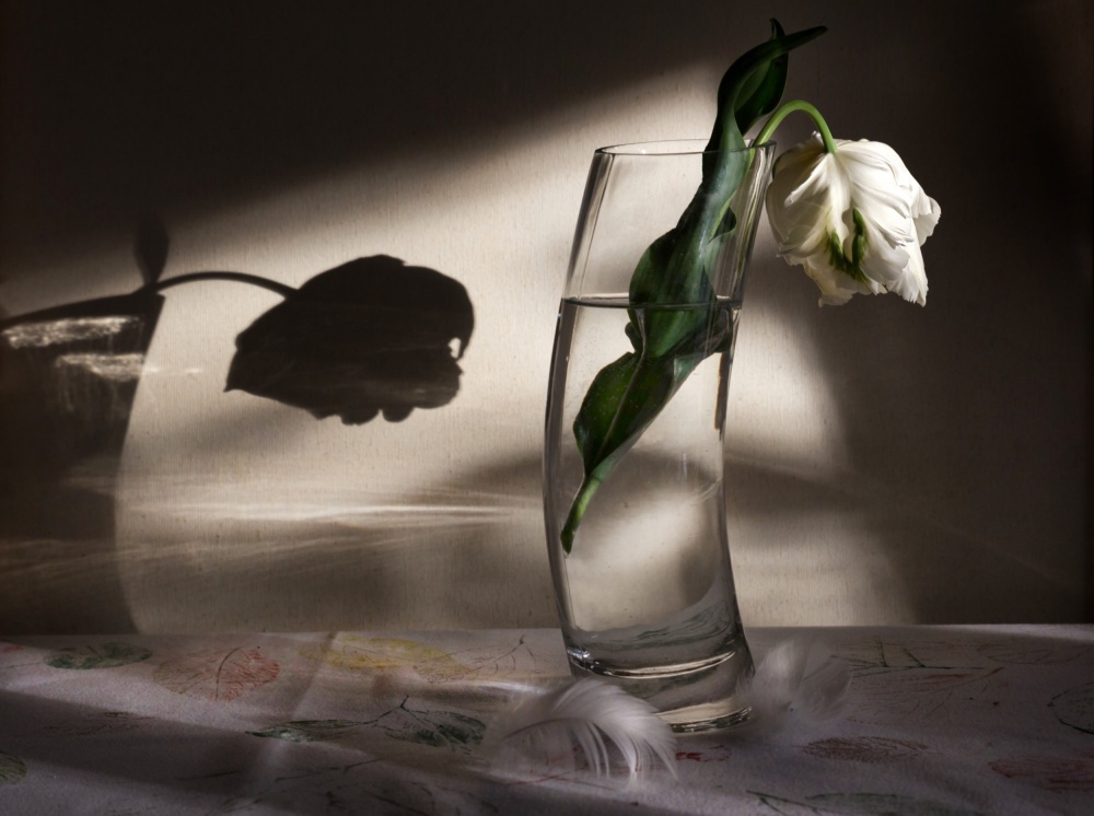 A Sad Tulip von Aurora Pintore