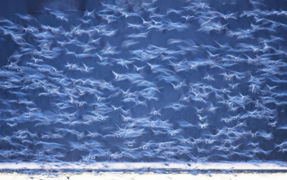 Early flight-2 von 李从军 / Austin Li