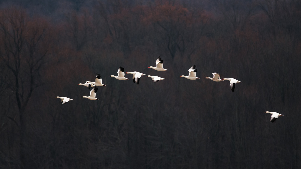 Snow Geese #2 von 李从军 / Austin Li