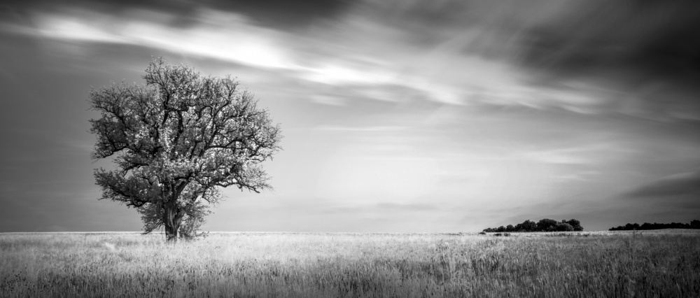 You must believe in spring von av peteghium