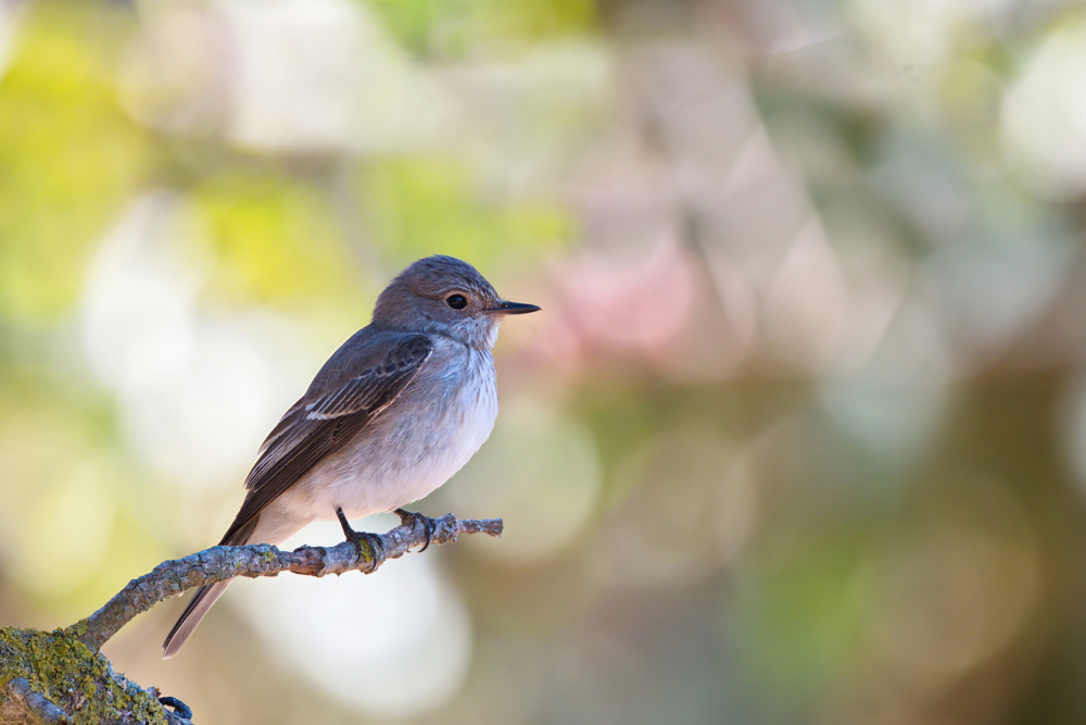 Spotted Flycatcher von Avi Hirschfield