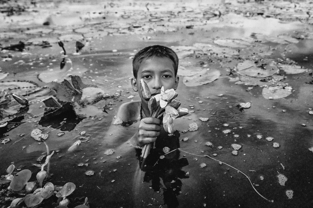 Water lily collection von Avishek Das