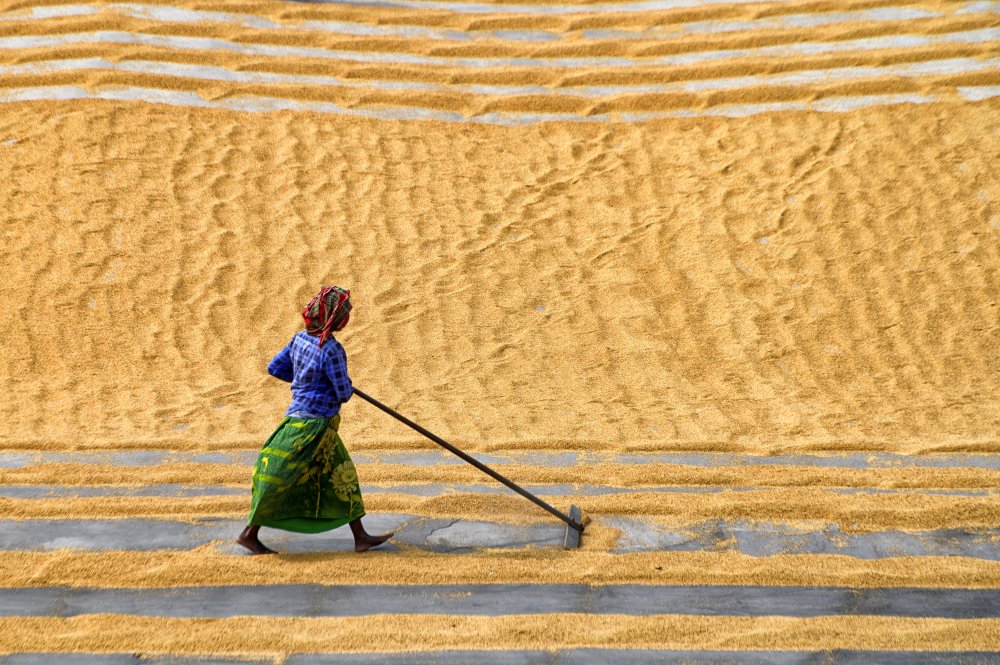 Pattern in Paddy Field von Avra Ghosh