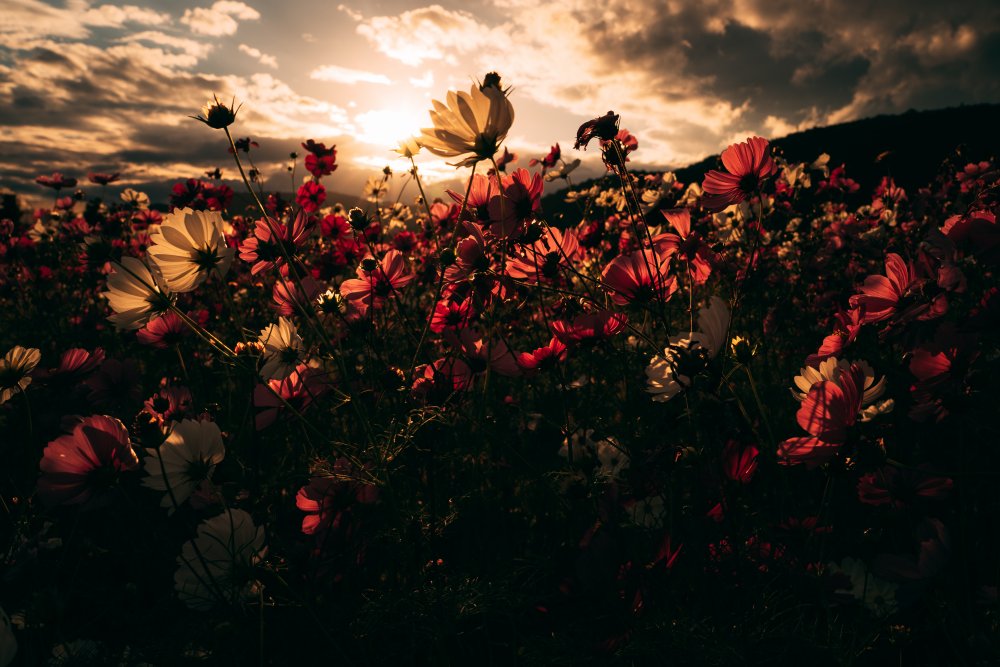 Autumn Field von aybena