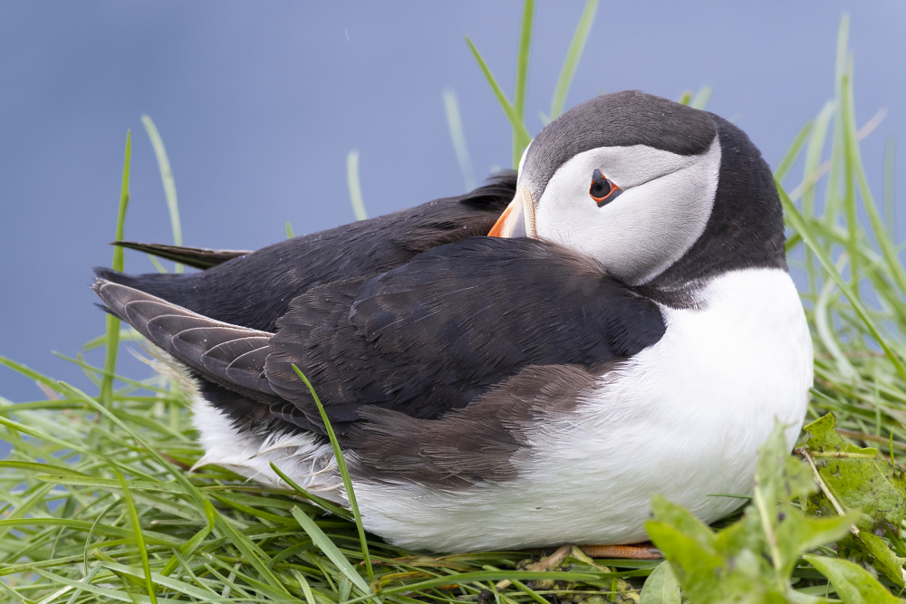 Pepins at rest von AYMAN KHRBAWE