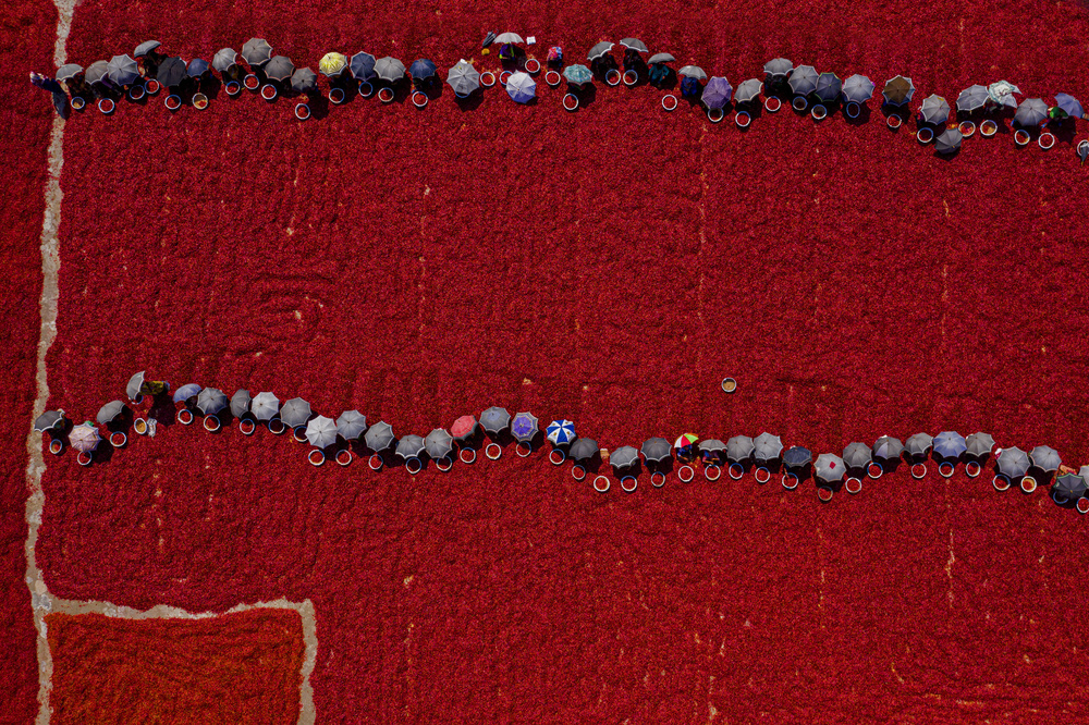 Working on red chilies von Azim Khan Ronnie