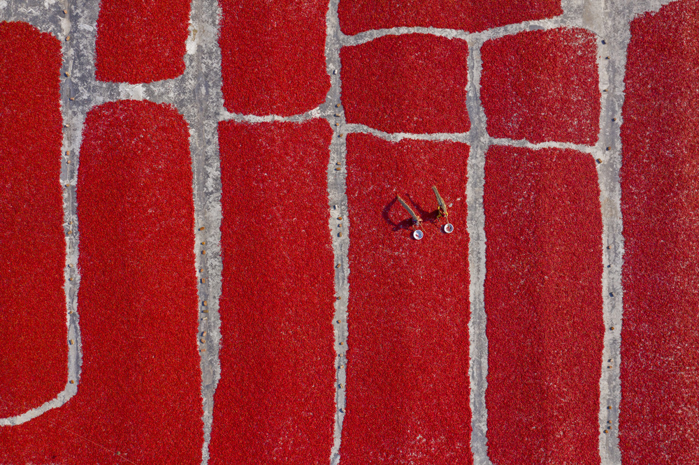 Chilli farm von Azim Khan Ronnie