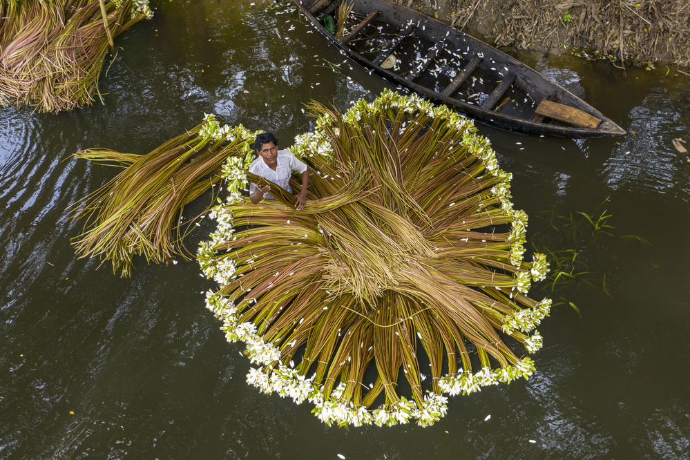 Harvesting national flower von Azim Khan Ronnie