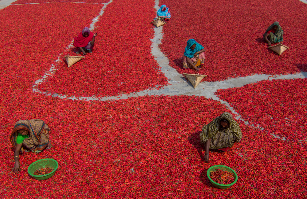 Women collecting red chilies von Azim Khan Ronnie