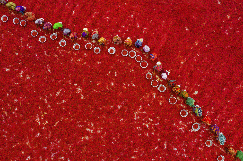 Picking red chilies von Azim Khan Ronnie