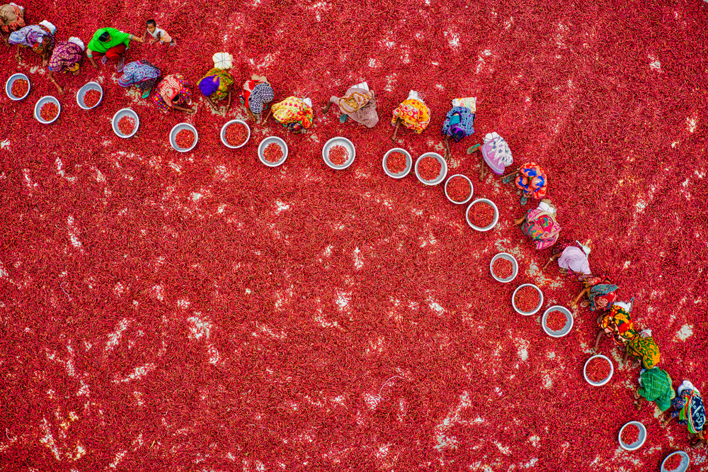 Collecting red chilies von Azim Khan Ronnie