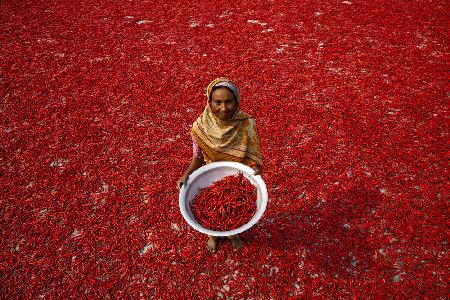 Red chilli worker
