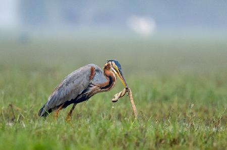 Purple Heron with its catch