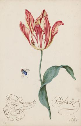 Studie einer Tulpe und einer Fliege