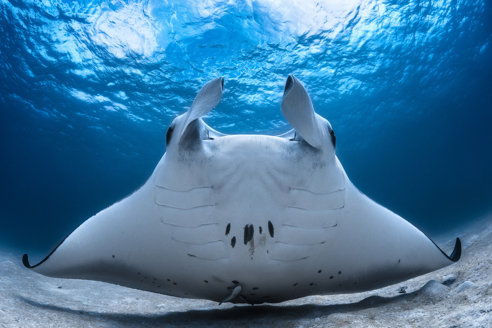 Take Off / Manta Airline von Barathieu Gabriel