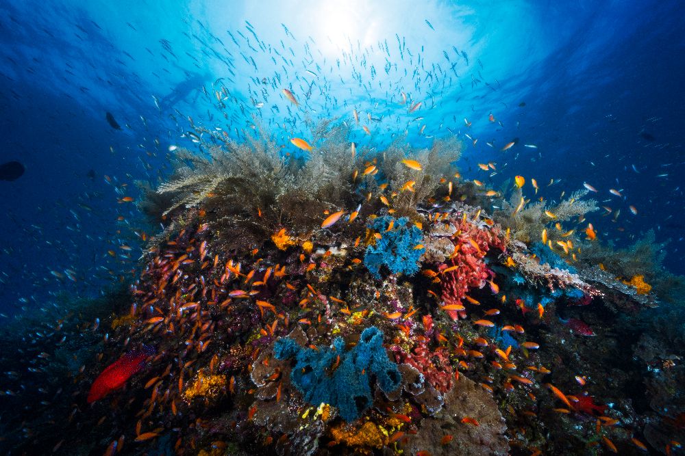 Apnoe von Barathieu Gabriel