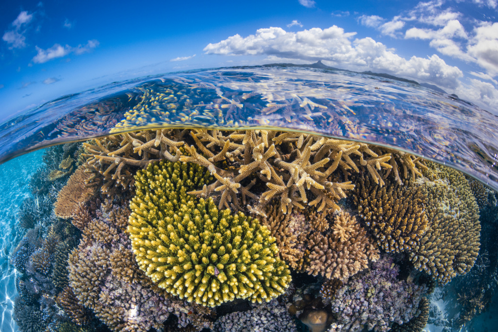 At low tide von Barathieu Gabriel