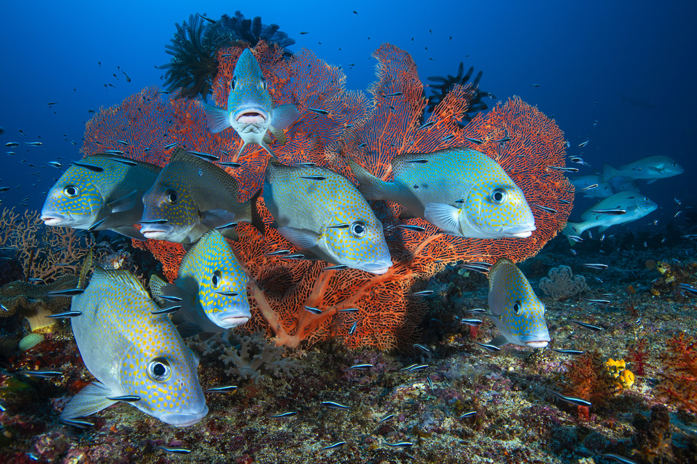 Painted sweetlips von Barathieu Gabriel