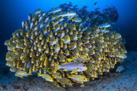 Cape Kris school of sweetlips