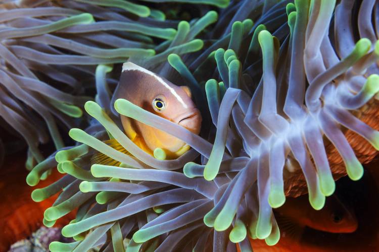 Clownfish von Barathieu Gabriel