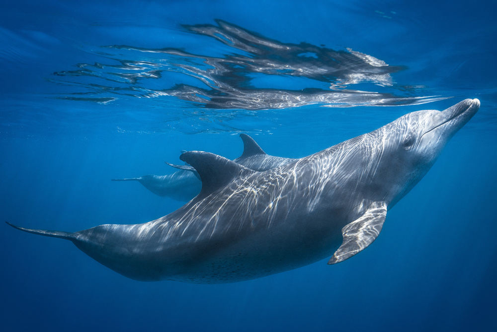 Dolphin at the surface von Barathieu Gabriel