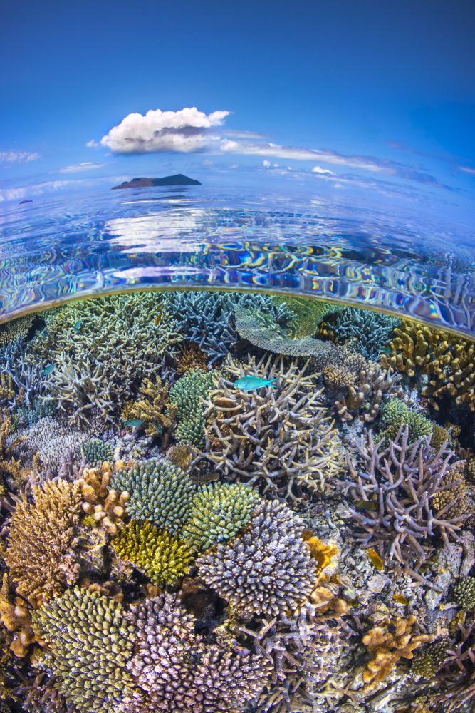 The North Reef Coral Garden von Barathieu Gabriel