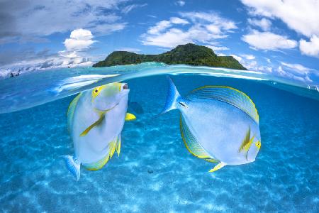 Dussumiers surgeonfish