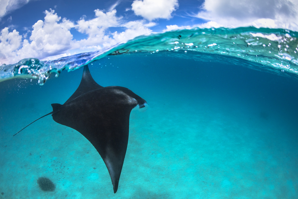 A reef manta ray in Mayotte von Barathieu Gabriel