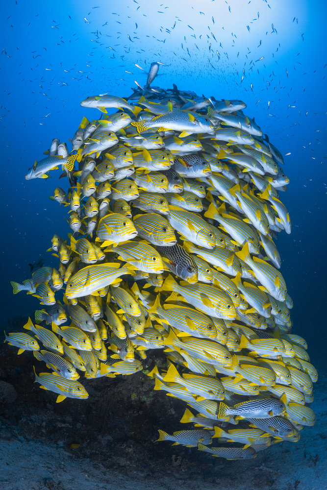 Fish Tower von Barathieu Gabriel