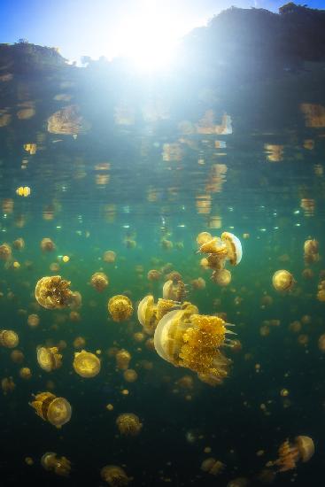 Lenmakana Jellyfish