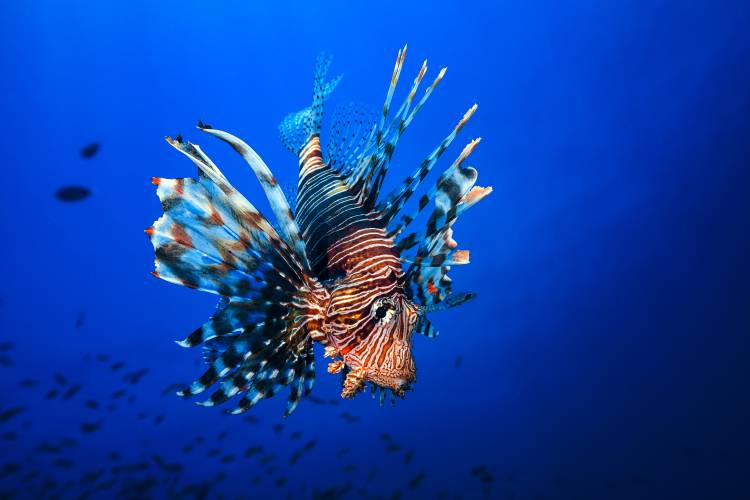 Lionfish von Barathieu Gabriel