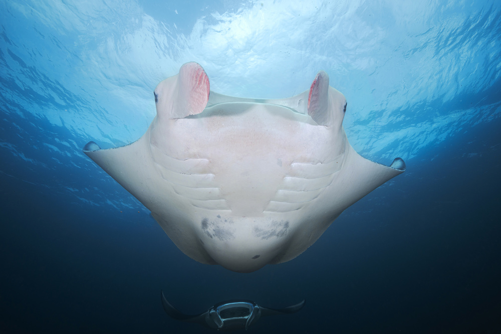 Manta mother von Barathieu Gabriel