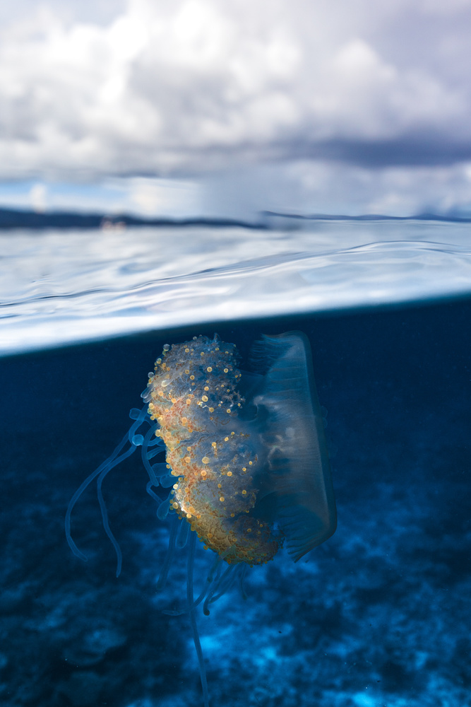 Médusa von Barathieu Gabriel