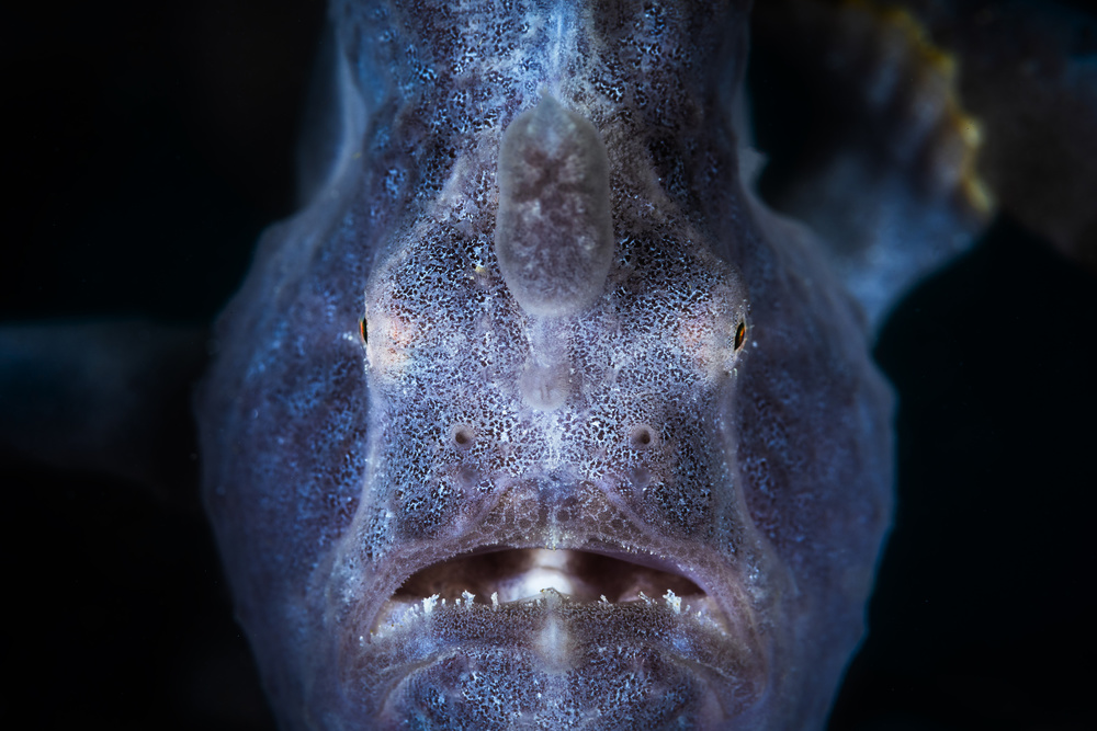 Close up : Frogfish von Barathieu Gabriel