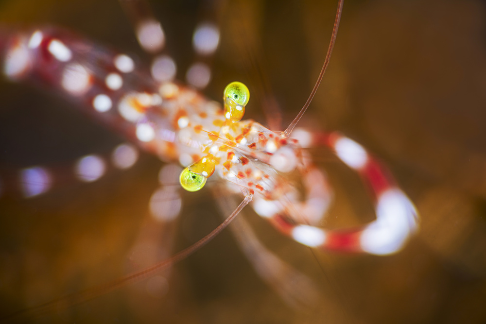 Close up : Anton Bruun cleaner shrimp von Barathieu Gabriel