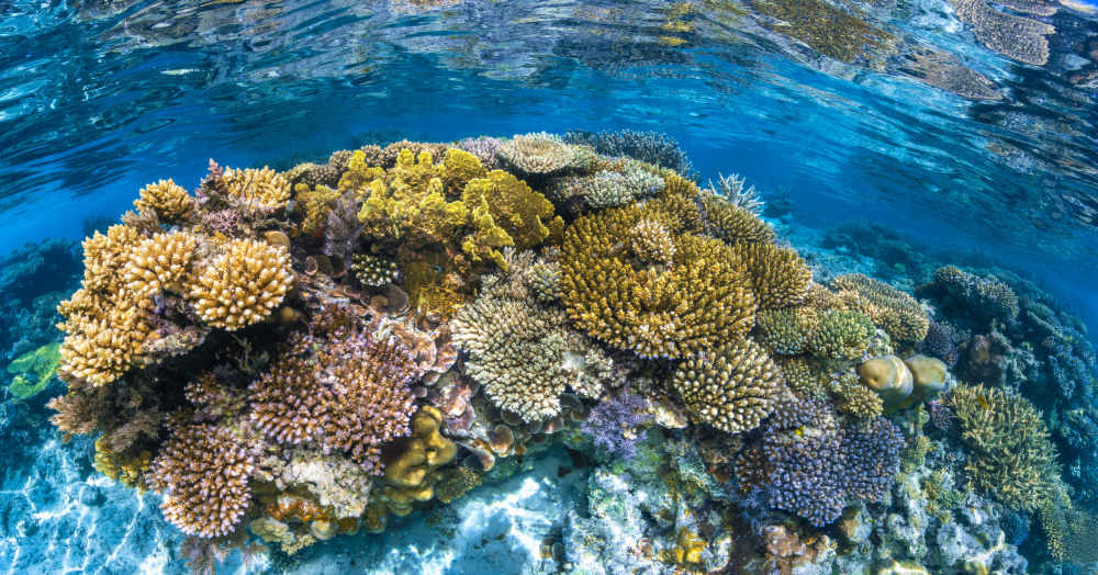 PanoReef von Barathieu Gabriel