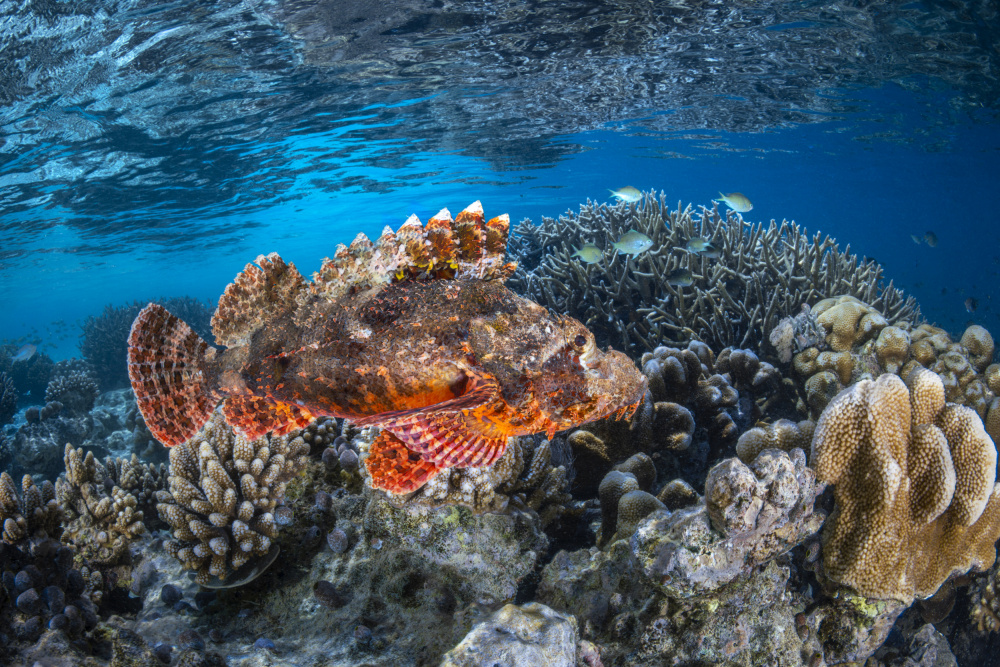 Tassled scorpionfish von Barathieu Gabriel