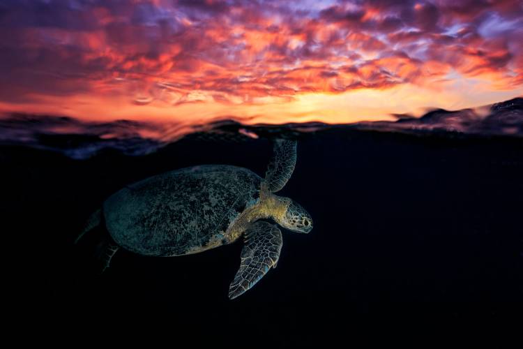 Sunset turtle von Barathieu Gabriel