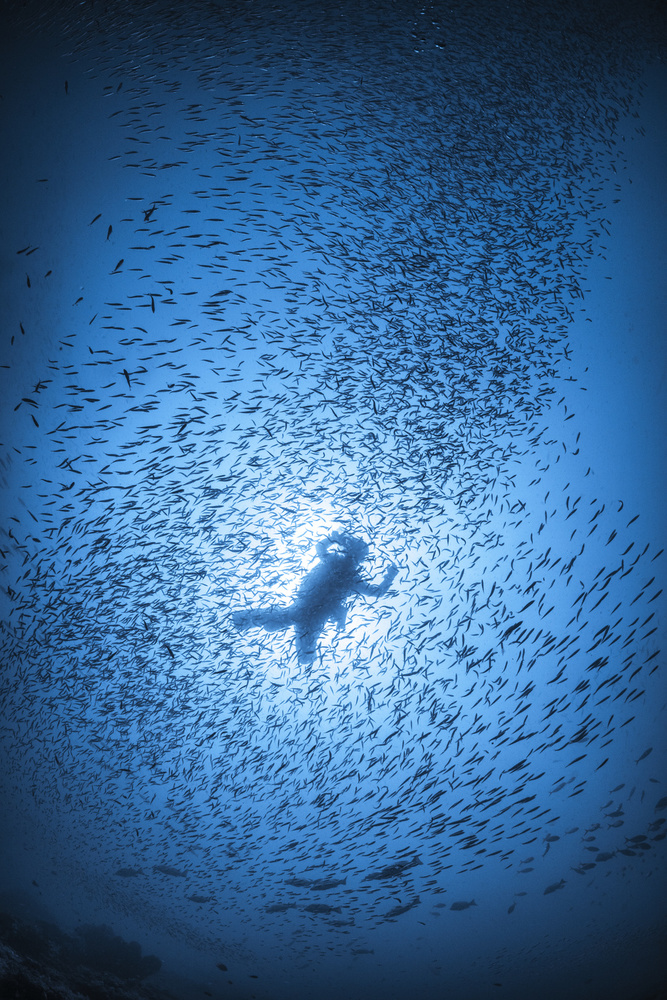 Diver and shoal of fish von Barathieu Gabriel