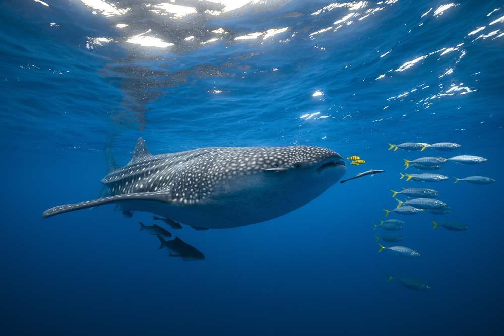 Tuna Shoal and whale shark von Barathieu Gabriel